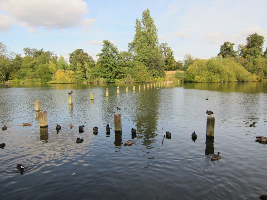 Andy Corby - Hyde Park - River Birds