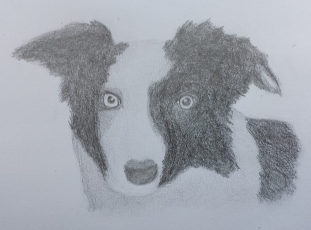 Andy Corby - Sketch - Border Collie